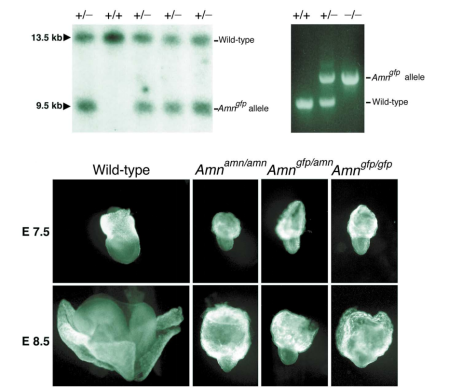小鼠模型开启免疫基因治疗新思路