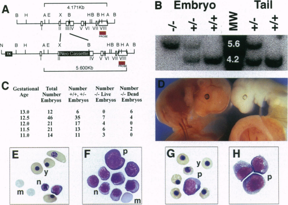 小鼠模型开启免疫基因治疗新思路 小鼠模型开启免疫基因治疗新思路