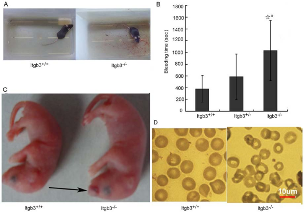 小鼠模型开启免疫基因治疗新思路 小鼠模型开启免疫基因治疗新思路