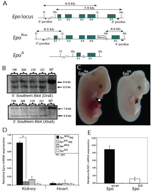 小鼠模型开启免疫基因治疗新思路