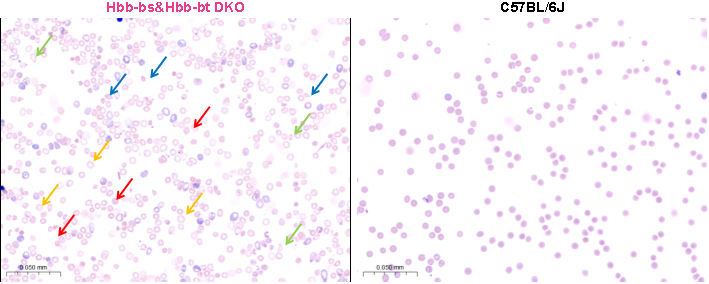 Hbb-bs&Hbb-bt DKO小鼠 Hbb-bs&Hbb-bt DKO小鼠