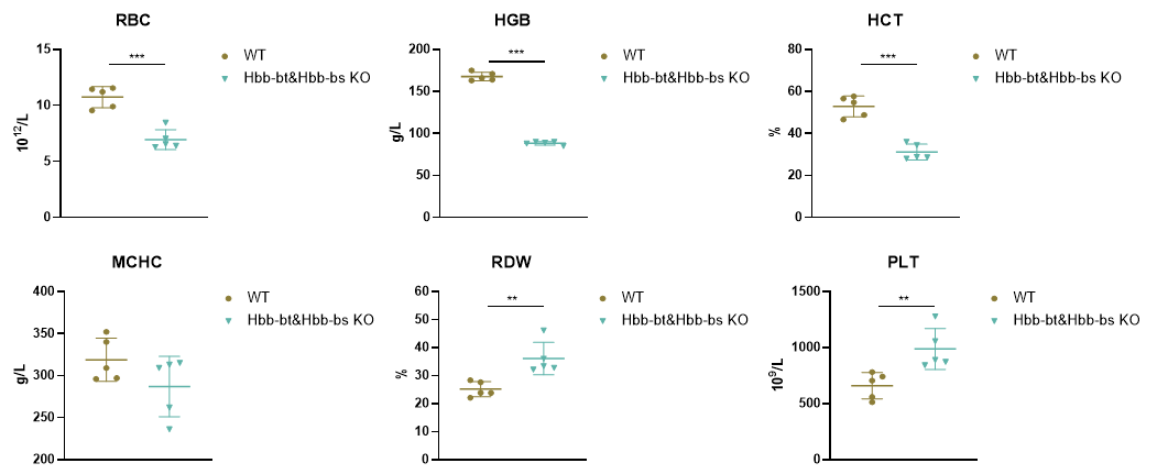 Hbb-bs&Hbb-bt DKO小鼠 Hbb-bs&Hbb-bt DKO小鼠