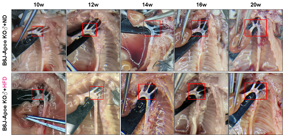 B6J-Apoe KO小鼠 B6J-Apoe KO小鼠