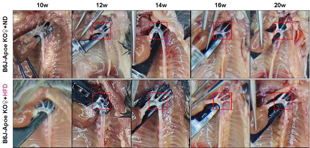 B6J-Apoe KO小鼠 B6J-Apoe KO小鼠