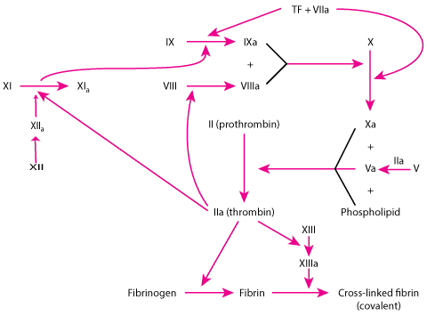 B型血友病疾病模型——F9 KO小鼠