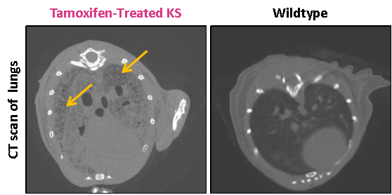 KS自发肺癌小鼠
