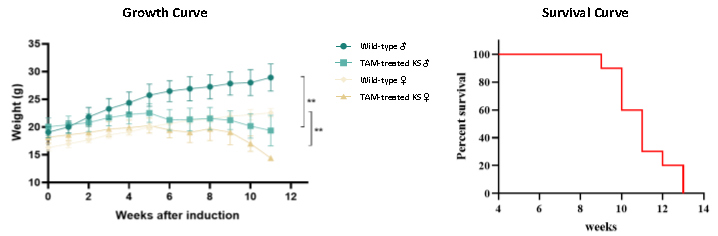 KS自发肺癌小鼠