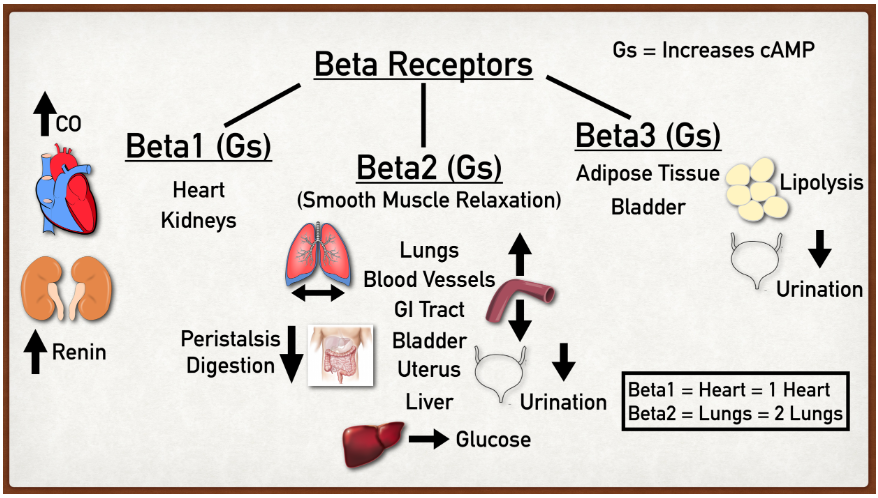 非LEP/LEPR遗传模型