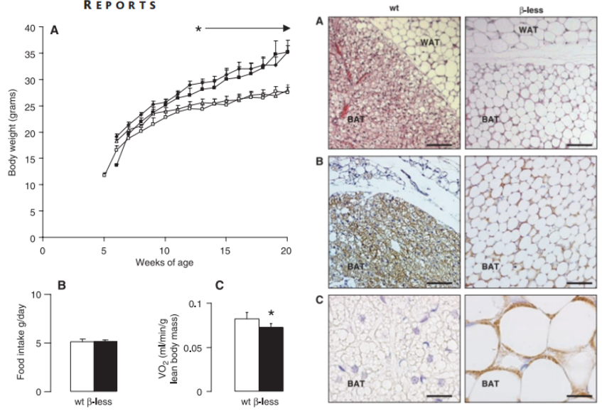 非LEP/LEPR遗传模型