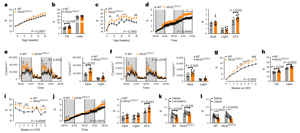 非LEP/LEPR遗传模型