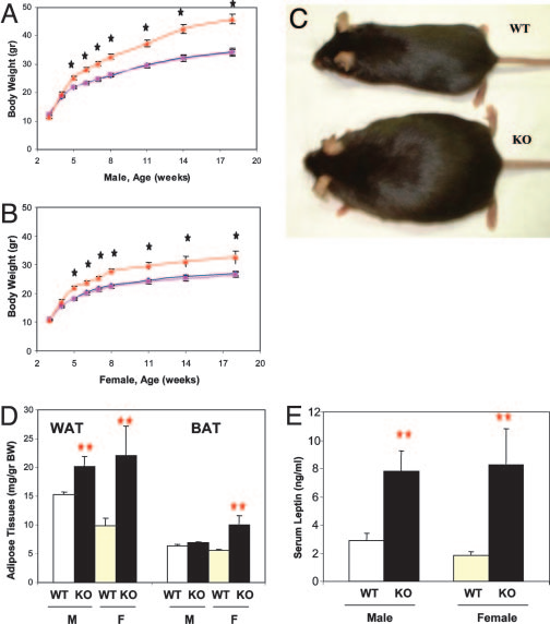 非LEP/LEPR遗传模型