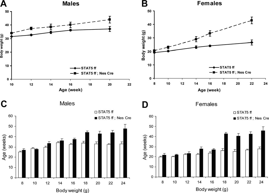 非LEP/LEPR遗传模型