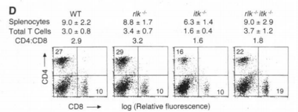 Itk-KO小鼠 Itk-KO小鼠