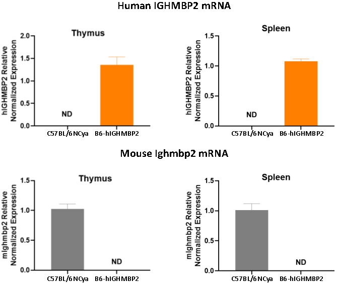 B6-hIGHMBP2人源化小鼠