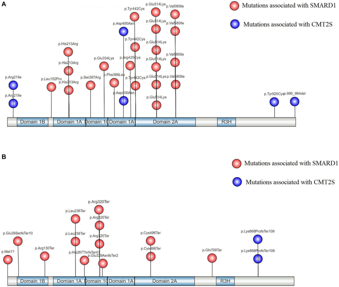 B6-hIGHMBP2人源化小鼠