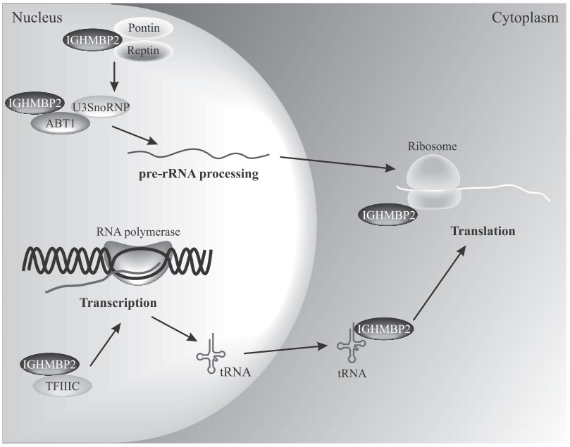 B6-hIGHMBP2人源化小鼠