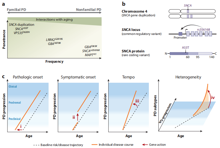 B6-hSNCA小鼠 B6-hSNCA小鼠