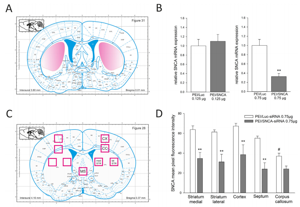 B6-hSNCA小鼠 B6-hSNCA小鼠