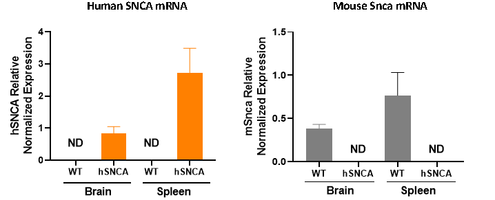 B6-hSNCA小鼠 B6-hSNCA小鼠