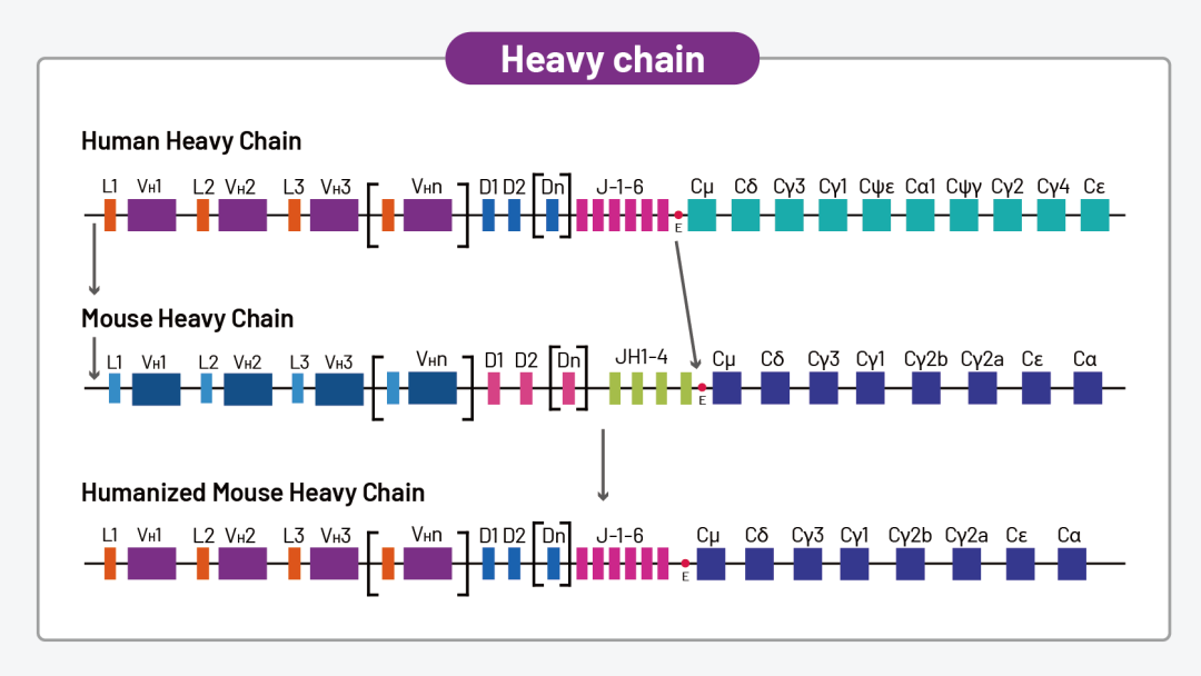 HUGO-Ab™全人源化抗体小鼠 HUGO-Ab™全人源化抗体小鼠