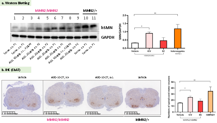 动物模型与药效评价携手推进临床前研究 动物模型与药效评价携手推进临床前研究