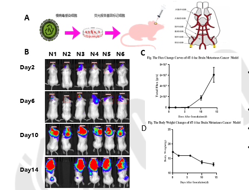 乳腺癌动物模型构建及应用案例