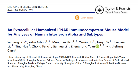 鼠干扰素嵌合受体模型解析人类干扰素及亚型抗病毒免疫调节 鼠干扰素嵌合受体模型解析人类干扰素及亚型抗病毒免疫调节