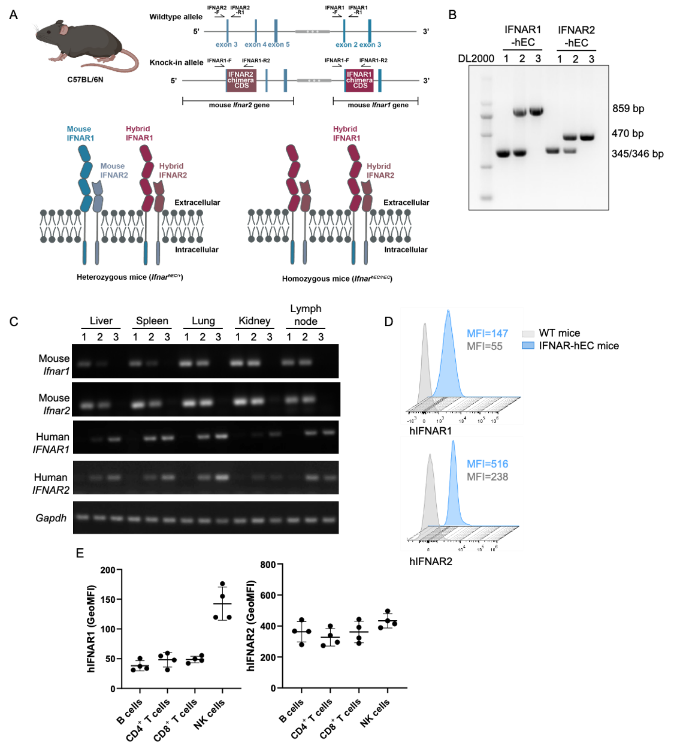 全人源抗体鼠抗体开发 全人源抗体鼠抗体开发