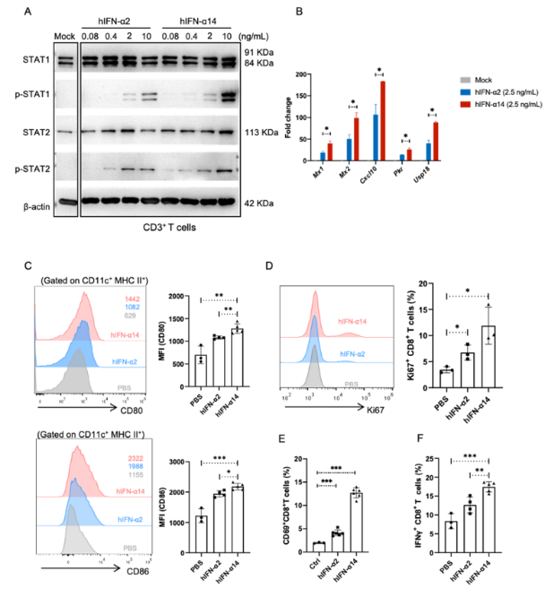 IFNAR-hEC小鼠 IFNAR-hEC小鼠