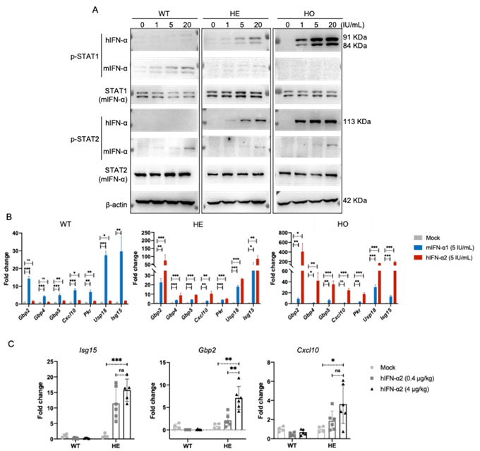 全人源抗体鼠抗体开发 全人源抗体鼠抗体开发