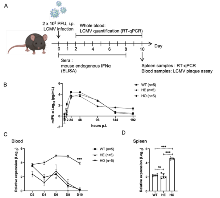 IFNAR-hEC小鼠 IFNAR-hEC小鼠