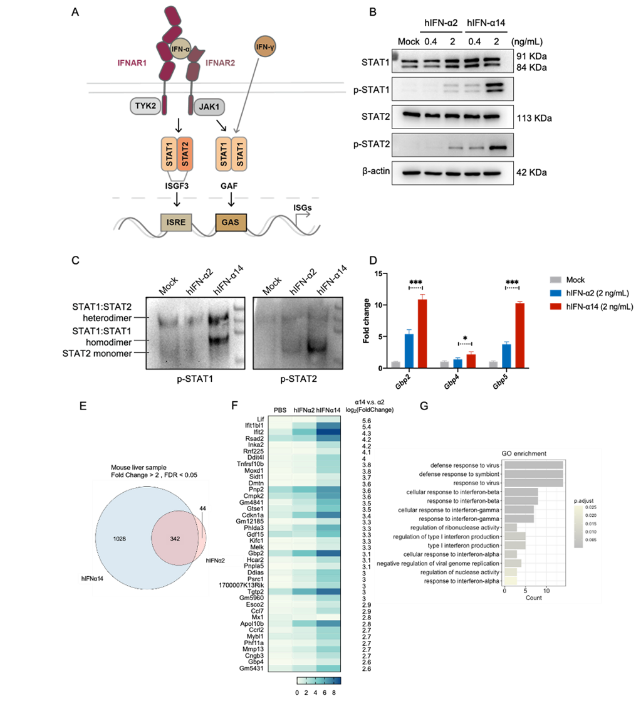 IFNAR-hEC小鼠 IFNAR-hEC小鼠
