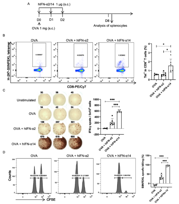 IFNAR-hEC小鼠 IFNAR-hEC小鼠