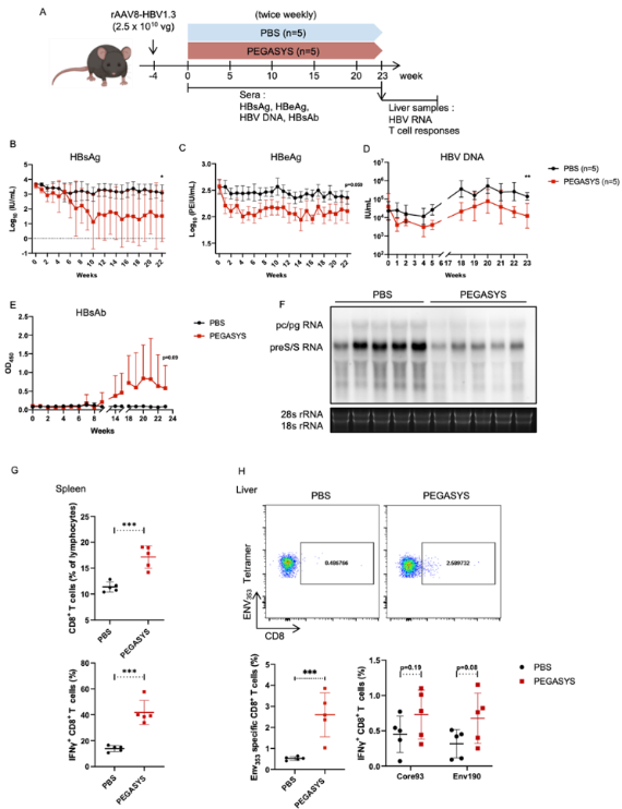 IFNAR-hEC小鼠 IFNAR-hEC小鼠