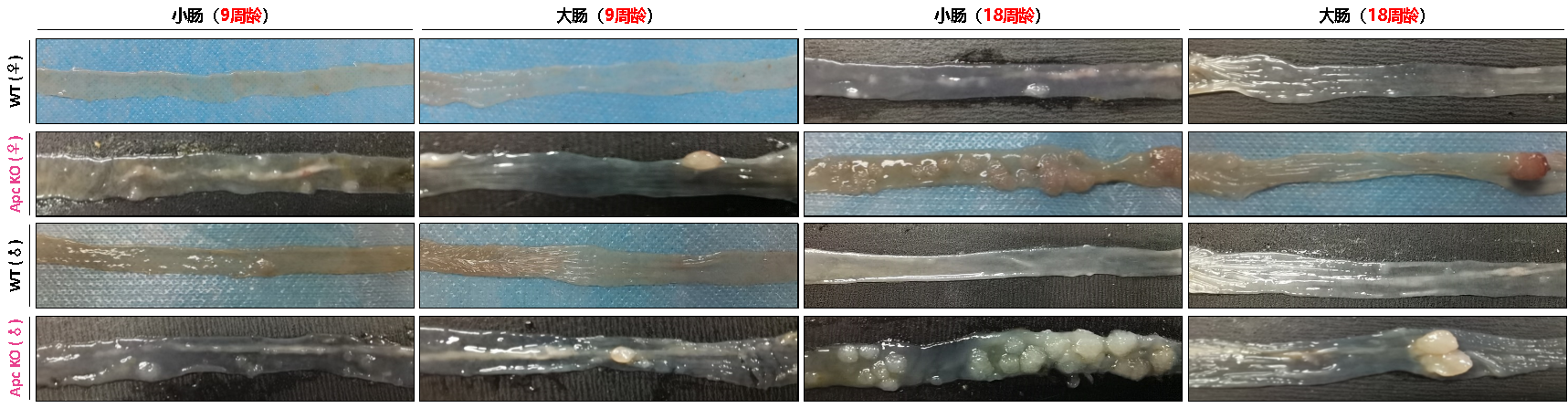 Apc KO小鼠 Apc KO小鼠