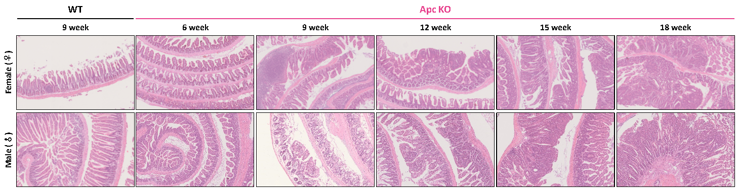 Apc KO小鼠 Apc KO小鼠