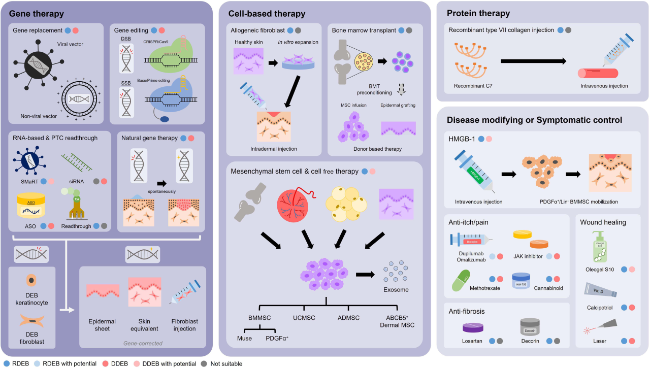 营养不良性大疱性表皮松解症(DEB)研究新模型 营养不良性大疱性表皮松解症(DEB)研究新模型