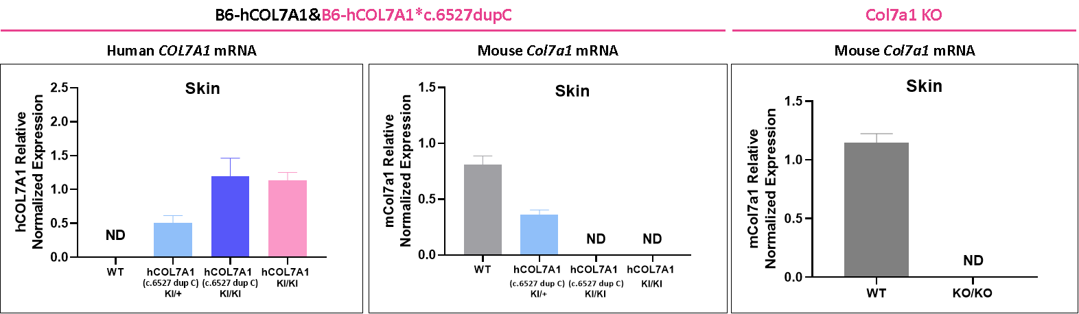 营养不良性大疱性表皮松解症(DEB)研究新模型 营养不良性大疱性表皮松解症(DEB)研究新模型