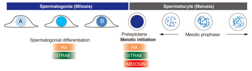 Stra8-P2A-ZsGreen1-T2A-Cre小鼠 Stra8-P2A-ZsGreen1-T2A-Cre小鼠