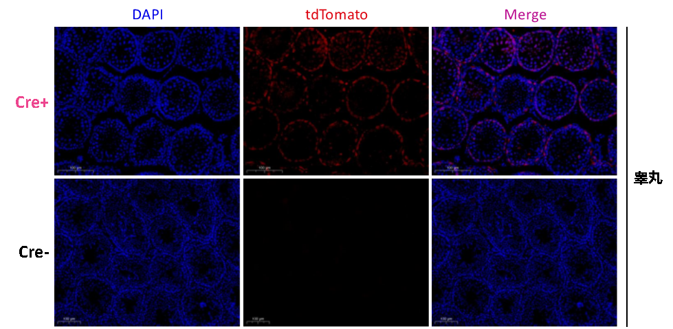 Stra8-P2A-ZsGreen1-T2A-Cre小鼠 Stra8-P2A-ZsGreen1-T2A-Cre小鼠