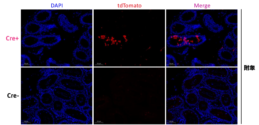 Stra8-P2A-ZsGreen1-T2A-Cre小鼠 Stra8-P2A-ZsGreen1-T2A-Cre小鼠