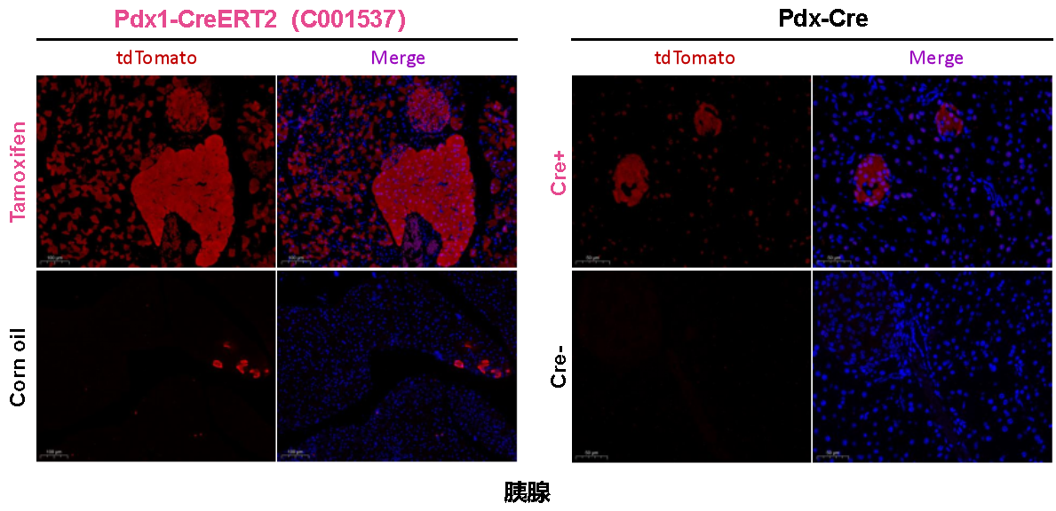 Pdx1-CreERT2小鼠 Pdx1-CreERT2小鼠