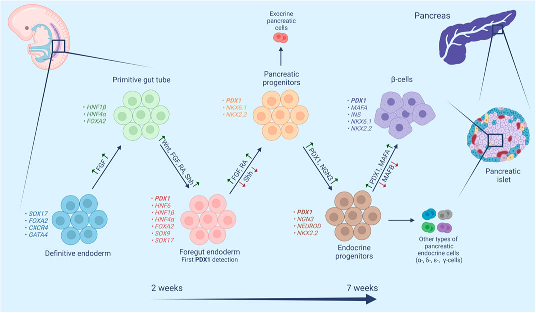 Pdx1-CreERT2小鼠 Pdx1-CreERT2小鼠