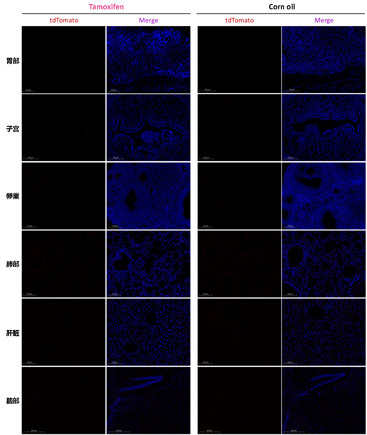 Pdx1-CreERT2小鼠 Pdx1-CreERT2小鼠