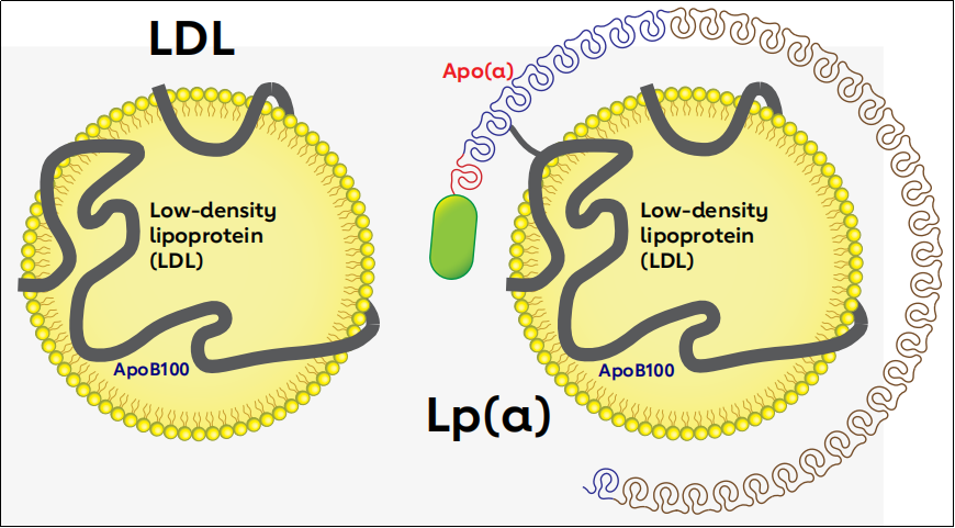 LPA人源化小鼠模型上新 LPA人源化小鼠模型上新