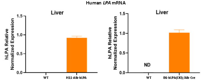 LPA人源化小鼠模型 LPA人源化小鼠模型