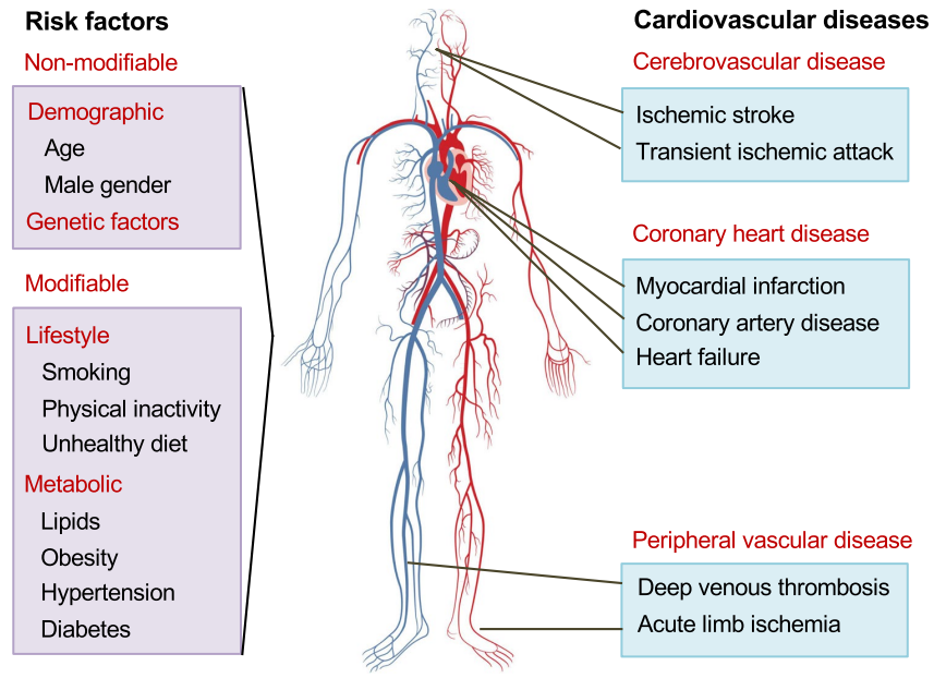 LPA人源化小鼠模型上新 LPA人源化小鼠模型上新