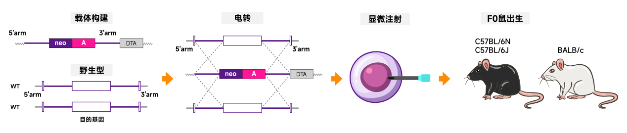 TurboKnockout技术快速构建复杂小鼠模型