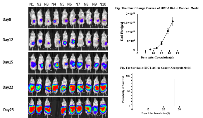 肿瘤疾病的常见动物模型——结肠癌篇 肿瘤疾病的常见动物模型——结肠癌篇