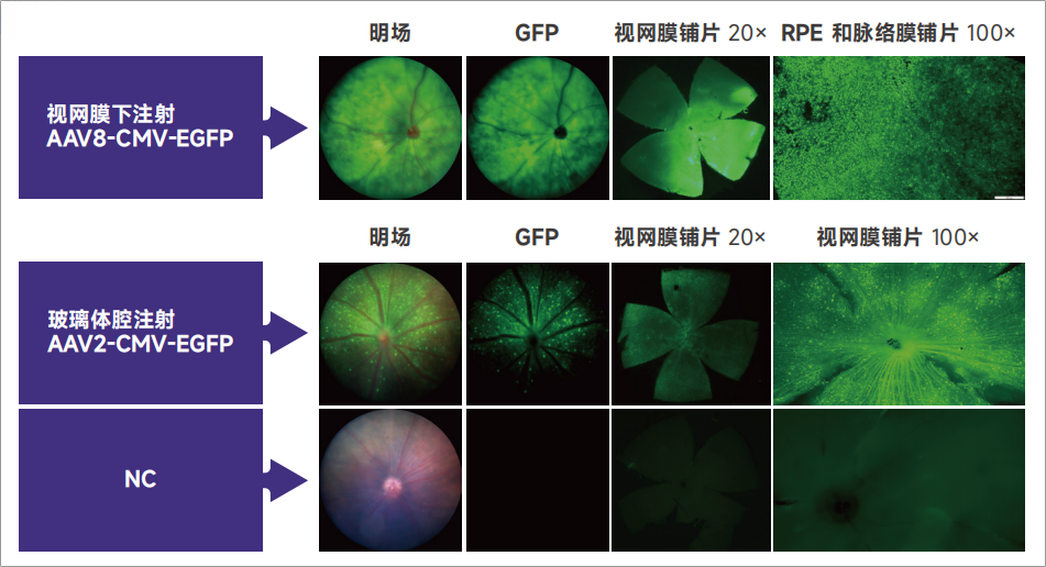 眼科疾病模型及其应用研究 眼科疾病模型及其应用研究